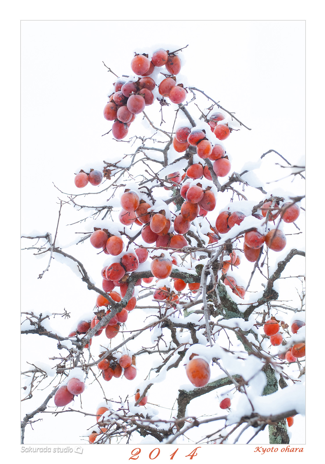 柿の木に雪が積もっている冬の写真
